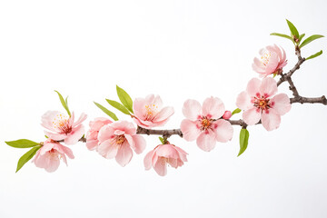 Obraz premium Delicate Pink Blossom Branch on White Background