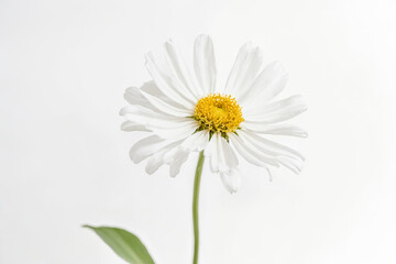 Obraz premium White Daisy on White Background