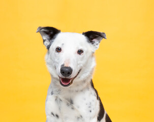 Obraz premium cute dog on an isolated background in a studio shot