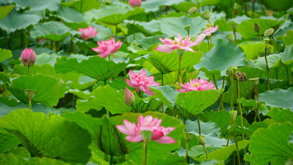 Lotus flowers bloom on the water