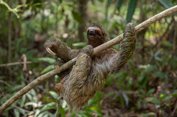 Obraz premium Three-toed sloth in the rainforest of Costa Rica