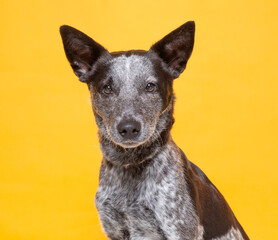 Obraz premium cute dog on an isolated background in a studio shot