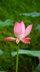 Obraz premium Lotus flowers bloom on the water