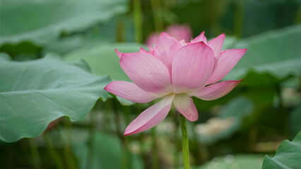 Fototapeta premium Lotus flowers bloom on the water