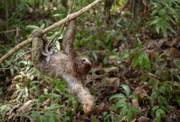 Three-toed sloth in the rainforest of Costa Rica © Harry Collins
