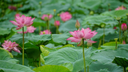 Lotus flowers bloom on the water