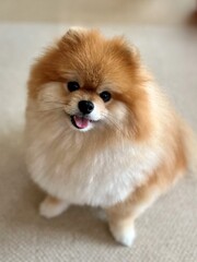 A Pomeranian with brown fluffy fur. It has a stuffed animal-like face.  He is a very cute dog with a face like a stuffed animal and round eyes.