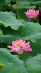 Lotus flowers bloom on the water