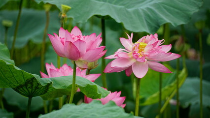 Lotus flowers bloom on the water