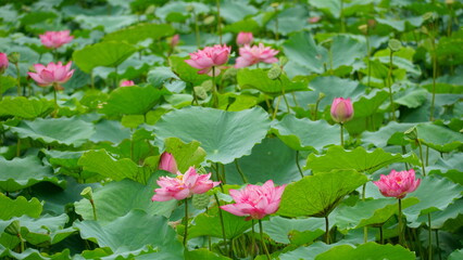 Lotus flowers bloom on the water