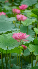 Lotus flowers bloom on the water