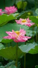 Lotus flowers bloom on the water