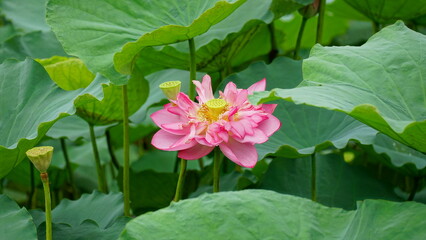 Lotus flowers bloom on the water