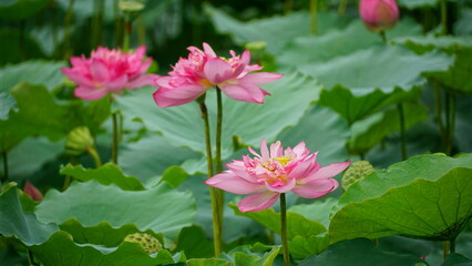Lotus flowers bloom on the water