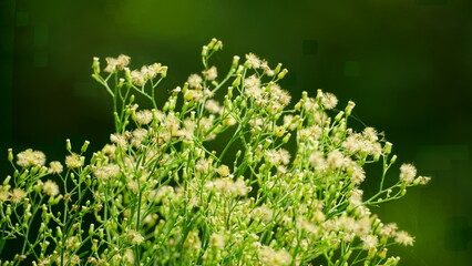 Close-up of Lactuca biennis flower