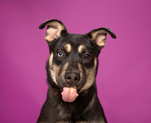 cute dog on an isolated background in a studio shot