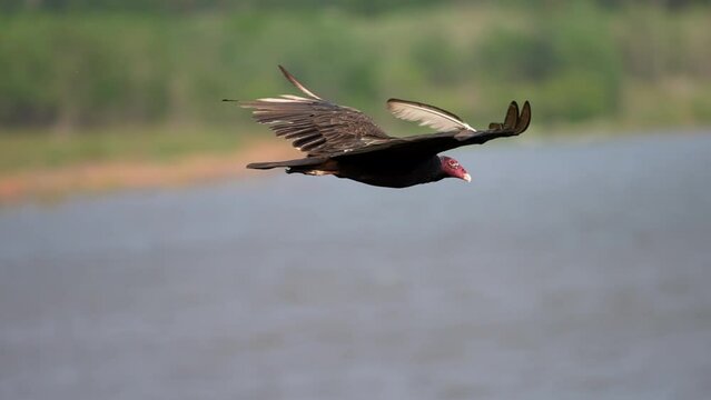 level shot of turkey vulture with feather sticking up riding the air currents above the lake searching for food