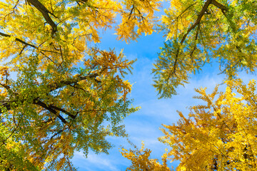 Forest tree top. Tree top in autumn. Tree in the fall forest. Beauty of nature. Autumn background landscape. Yellow color foliage in fall forest. Autumn nature scene. Changing leaves