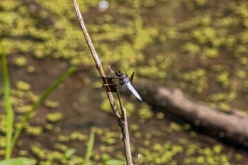 Common whitetail or long-tailed skimmer (Plathemis lydia)
