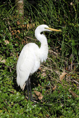 Great egret bird animal standing amongst green foliage