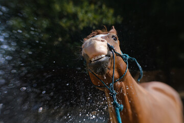 Horse getting bath closeup with water splash and dark background for farm lifestyle with animal.