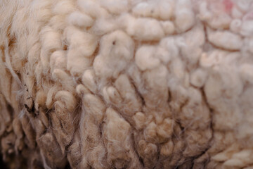 Fleece seen up close, for abstract backgrounds or textures