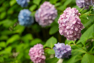 梅雨の晴れ間に咲く紫陽花