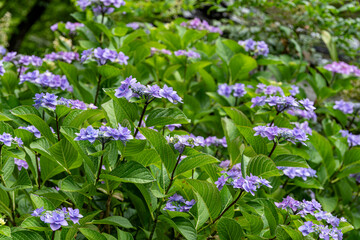 満開の紫陽花