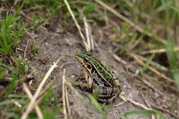冬眠から目覚めたトノサマガエル
