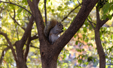 Squirrel on the tree. Rodent animal fauna. Autumn scene with Sciurus rodent animal. Wildlife nature. Gray squirrel in forest. Eastern gray squirrel outdoor. Wild animal in nature. Rodent habitat