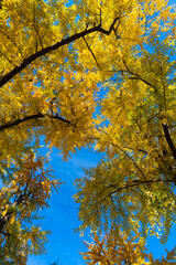 Tree in the fall forest. Beauty of nature. Autumn background landscape. Yellow color foliage in fall forest. Autumn nature scene. Forest tree top. Tree top in autumn. Golden leaves