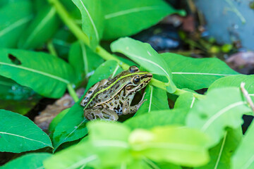 水辺の茂みに隠れるトノサマガエル