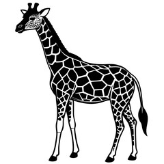 Obraz premium giraffe isolated on white background