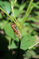 17-year cicada on the stem of a plant in bright sun at Camp Ground Road Woods in Des Plaines, Illinois