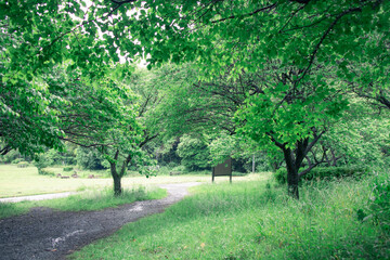 緑いっぱいの公園