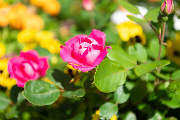 Flower of rose. Rose garden in summer. Rose bush. Beautiful fresh rose in nature. Pink roses bush...