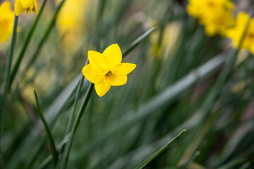 Fototapeta premium Closeup of classic right yellow daffodils backlit in a wet cool spring garden, as a nature background 