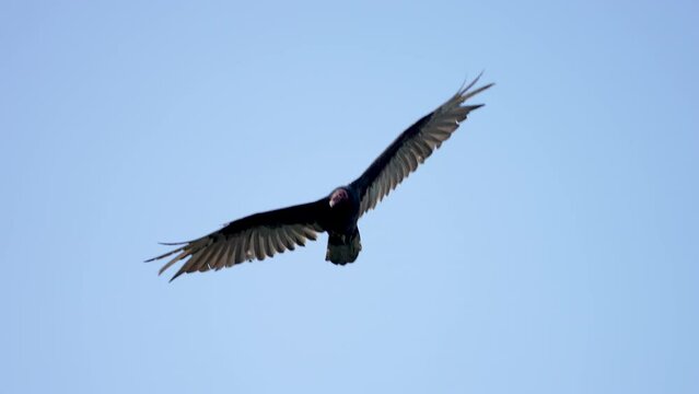 turkey vulture soaring in flight veers left