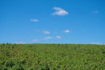 緑の草原と青空

