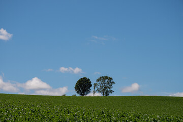夏の緑の畑と青空　美瑛町
