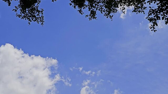 sky and clouds brim with sunlight, heralding summer, while leaves form a canopy overhead. Viewed from a low angle.