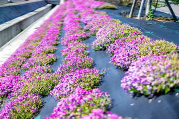 道路沿いに咲く芝桜