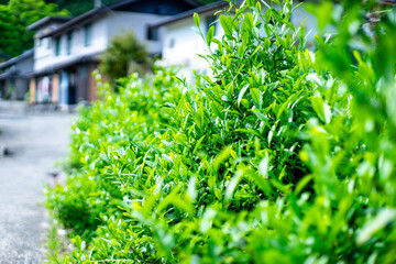 道路沿いに生える茶葉
