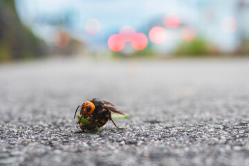 Japanese giant hornet eating praying mantis on sidewalk in a town