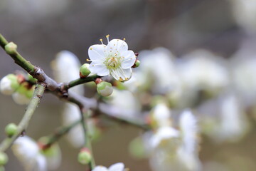 白い梅の花