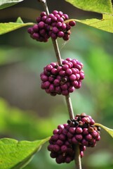 Con esa cantidad de agua se da esa combinacion perfecta para encontrar un estado muy verde y...