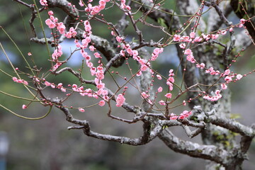 満開の梅の花