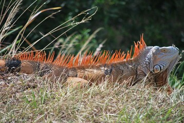 Al tener muchos canales y rios,podemos encontrar iguanas de colores muy vivos,tortugas y una variedad de aves desde garzas hasta patos.