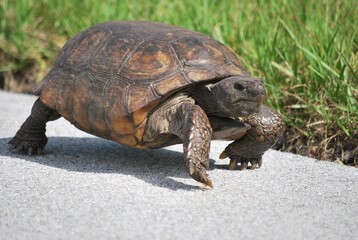 Al tener muchos canales y rios,podemos encontrar iguanas de colores muy vivos,tortugas y una variedad de aves desde garzas hasta patos.