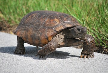 Muchos animales sobre todo aves que encuentran en la Florida un lugar donde alimentarse.